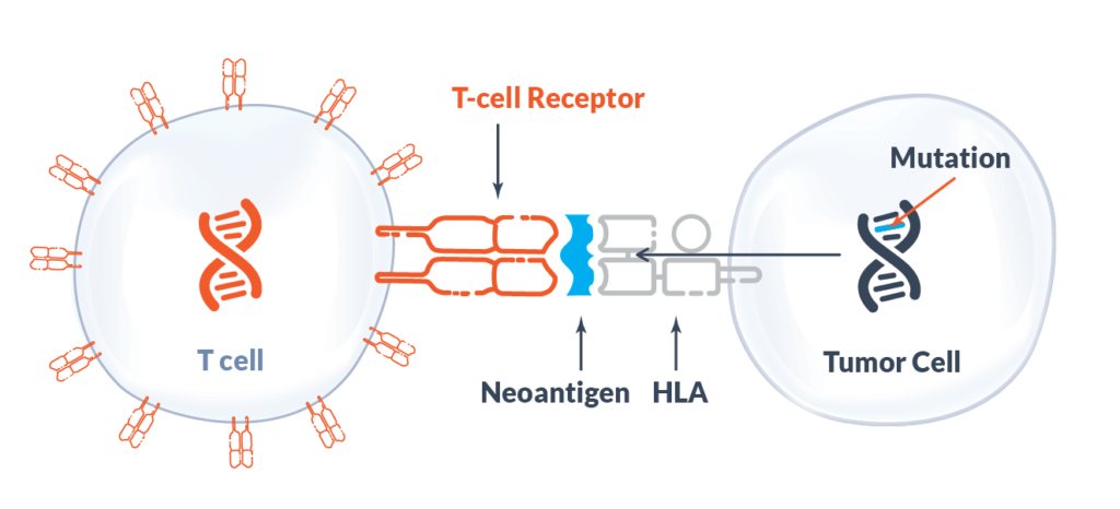 TCR-T cell illustration