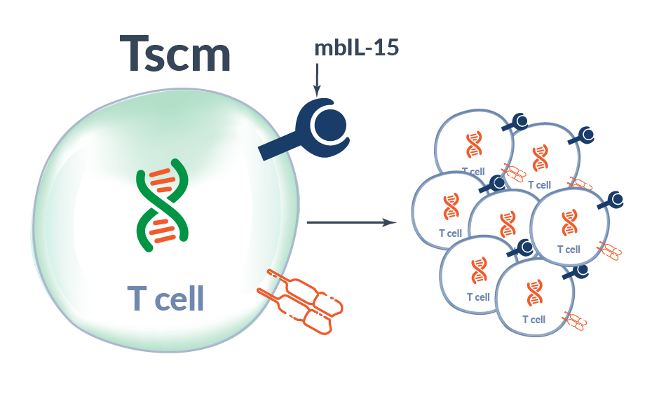 Tscm Cell Making TCR-T Cells