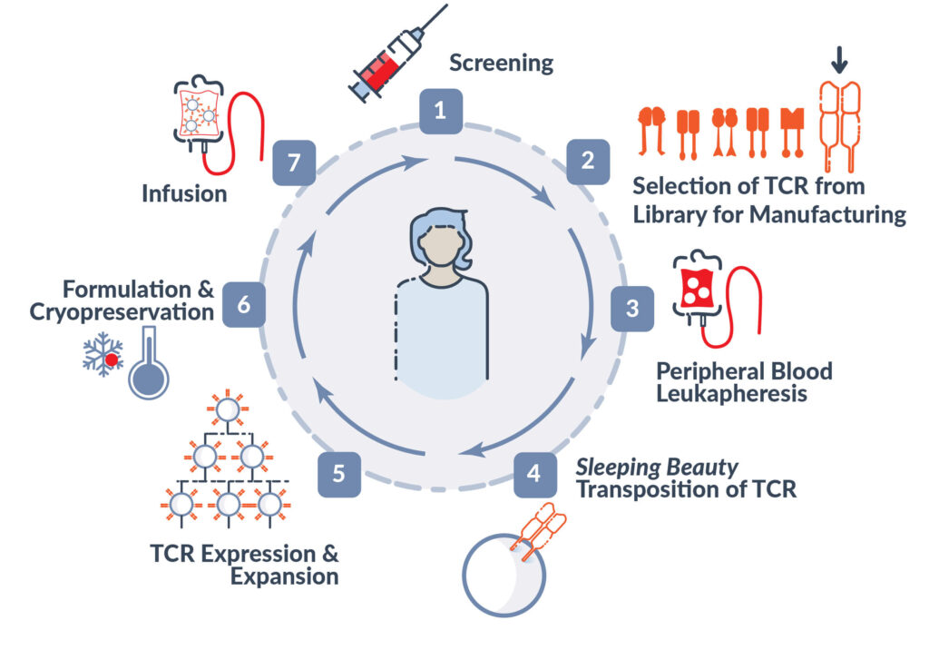 TCR-T cell manufacturing process